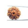 7 Mukhi Nepal Rudraksha (23.92 Mm) 35 7-Mukhi-Nepal-Rudraksha-23.92-Mm-Mp-C.jpg