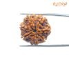 7 Mukhi Nepal Rudraksha (23.92 Mm) 14 7-Mukhi-Nepal-Rudraksha-23.92-Mm-Op-C.jpg