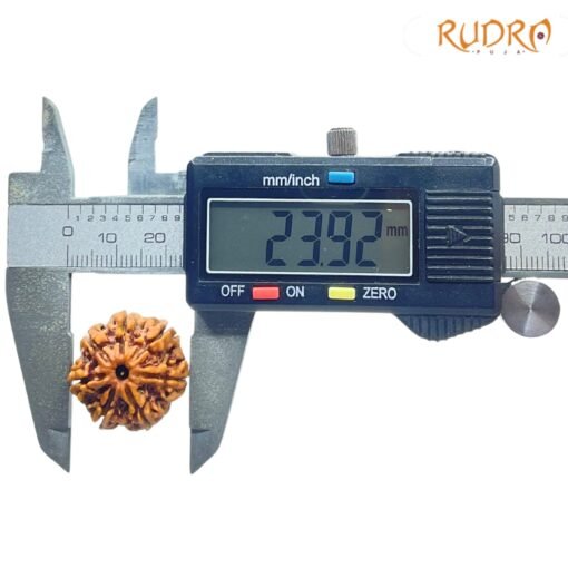 7-Mukhi-Nepal-Rudraksha-23.92-MM-SP-C.jpg