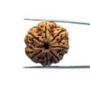 7 Mukhi Nepal Rudraksha (24.90 Mm) 29 7 Mukhi Nepal Rudraksha (24.90 Mm)