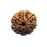7 Mukhi Nepal Rudraksha (24.90 Mm)