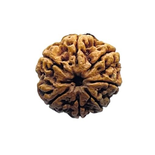 7 Mukhi Nepal Rudraksha (24.90 MM)