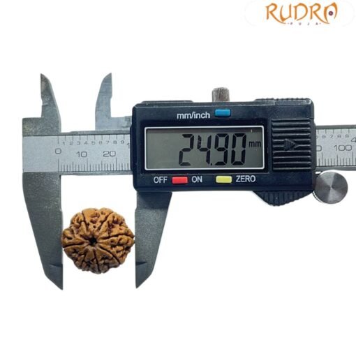 7 Mukhi Nepal Rudraksha (24.90 MM)