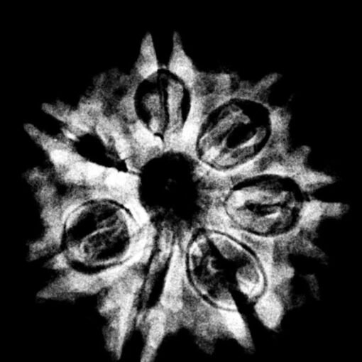 7 Mukhi Nepal Rudraksha (24.90 MM) x-ray