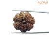 7 Mukhi Nepal Rudraksha (26.04 Mm) 14 7-Mukhi-Nepal-Rudraksha-26.04-Mm-Bp-C.jpg