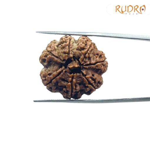7-Mukhi-Nepal-Rudraksha-26.04-MM-BP-C.jpg
