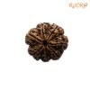7 Mukhi Nepal Rudraksha (26.04 Mm) 13 7-Mukhi-Nepal-Rudraksha-26.04-Mm-Fp-C.jpg