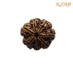 7 Mukhi Nepal Rudraksha (26.04 Mm) 6 7-Mukhi-Nepal-Rudraksha-26.04-Mm-Fp-C.jpg