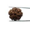 7 Mukhi Nepal Rudraksha (26.04 Mm) 34 7-Mukhi-Nepal-Rudraksha-26.04-Mm-Mp-C.jpg