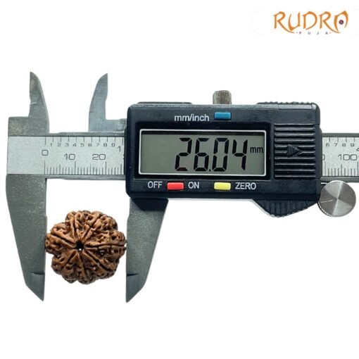 7-Mukhi-Nepal-Rudraksha-26.04-MM-OP-C.jpg