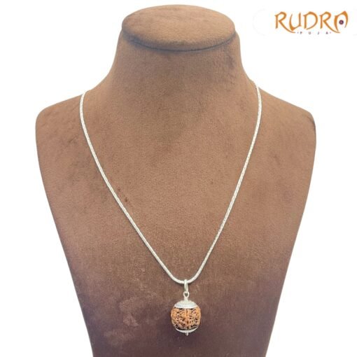 7-Mukhi-Nepal-With-Silver-Capping-With-Silver-Chain-22.90MM-FP-C.jpg