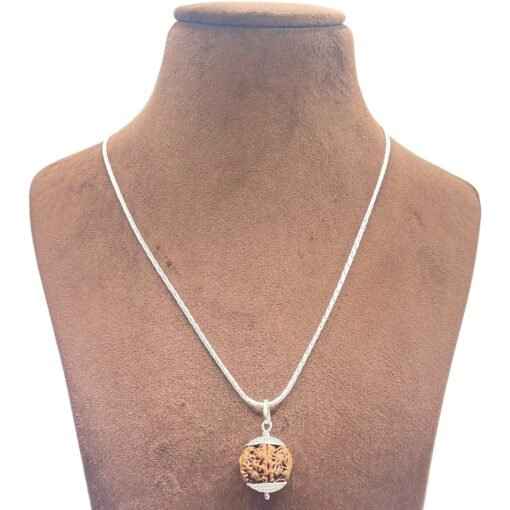 7-Mukhi-Nepal-With-Silver-Capping-With-Silver-Chain-22.90Mm-Mp-C.jpg