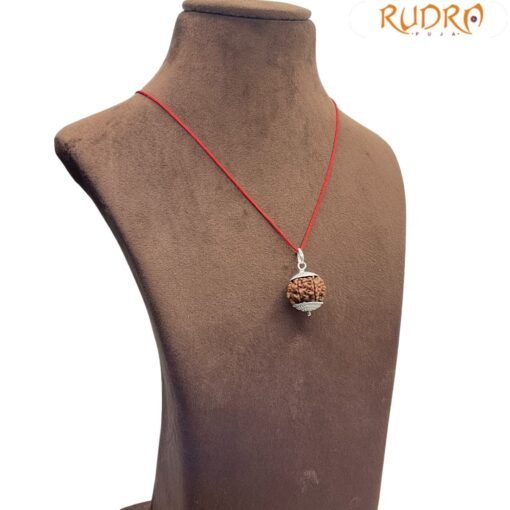 7 Mukhi Rudraksha Nepal Silver Capped - ( 20.55 MM )