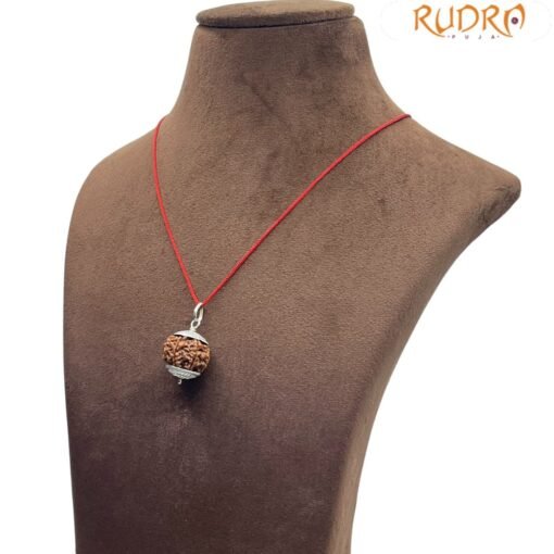 7 Mukhi Rudraksha Nepal Silver Capped - ( 20.55 MM )