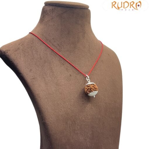 7 Mukhi Rudraksha Nepal Silver Capped - ( 20.90 MM )