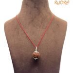 7 Mukhi Rudraksha Nepal Silver Capped - ( 21.20 MM )
