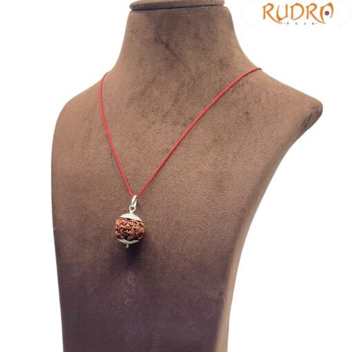 7 Mukhi Rudraksha Nepal Silver Capped - ( 21.20 MM )