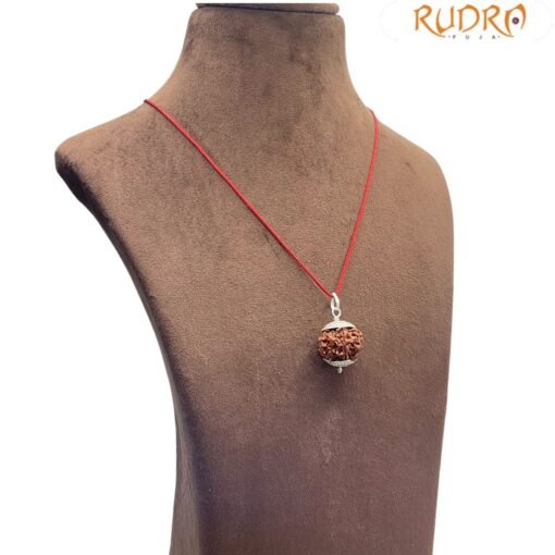 7 Mukhi Rudraksha Nepal Silver Capped - ( 21.20 MM )