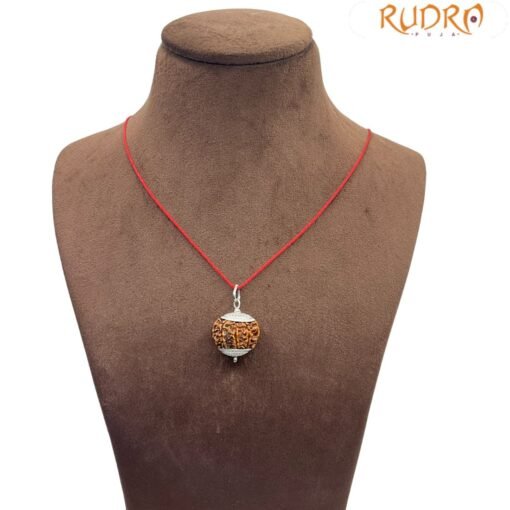 7 Mukhi Rudraksha Nepal Silver Capped - ( 22.62 MM )