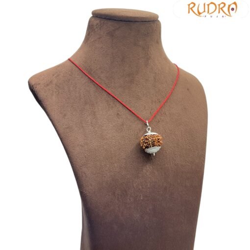 7 Mukhi Rudraksha Nepal Silver Capped - ( 22.62 MM )