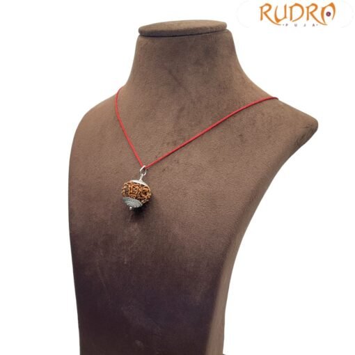 7 Mukhi Rudraksha Nepal Silver Capped - ( 23.40 MM )