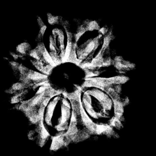 7 mukhi 23.39 mm x-ray