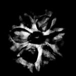 7 Mukhi Nepal Rudraksha (20.77 Mm) 9 7 Mukhi Rudraksha 20.77 Mm X-Ray