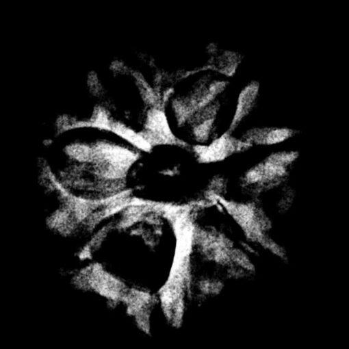7 mukhi rudraksha 20.77 mm x-ray