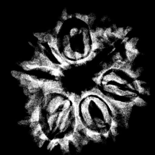 7 mukhi rudraksha 21.16 mm x-ray