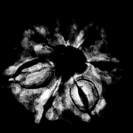 7 mukhi rudraksha 21.88 mm x-ray