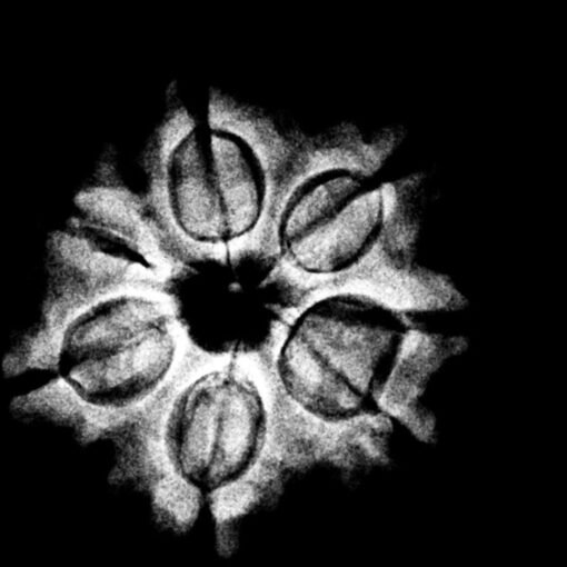 7 mukhi rudraksha 21.92 mm x-ray