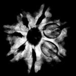 7 Mukhi Nepal Rudraksha (22.06Mm) 9 7 Mukhi Rudraksha 22.06 Mm X-Ray