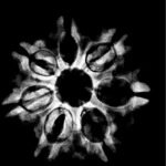 7 Mukhi Nepal Rudraksha (23.92 Mm) 9 7 Mukhi Rudraksha 23.92 Mm X-Ray