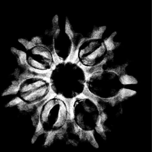 7 mukhi rudraksha 23.92 mm x-ray