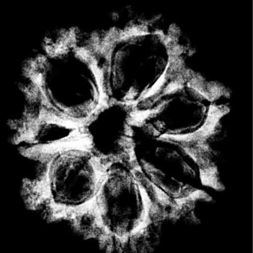 7 mukhi rudraksha 26.04 mm x-ray