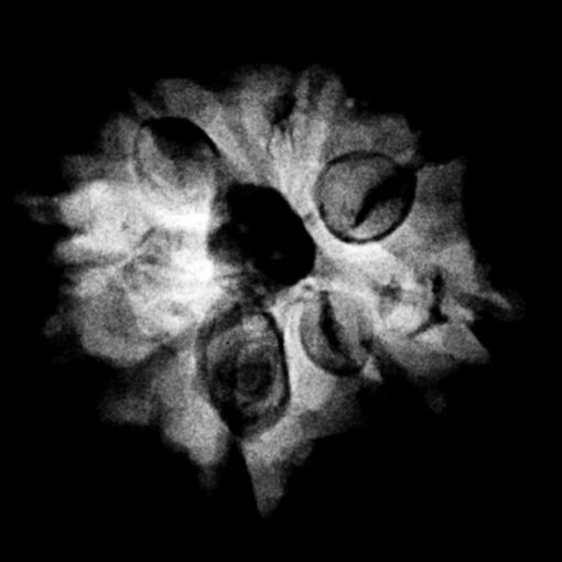 8-Mukhi-Ganesh-Rudraksha.jpg