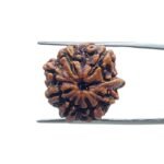 8 Mukhi Rudraksha Ganesha - (19.75 MM)