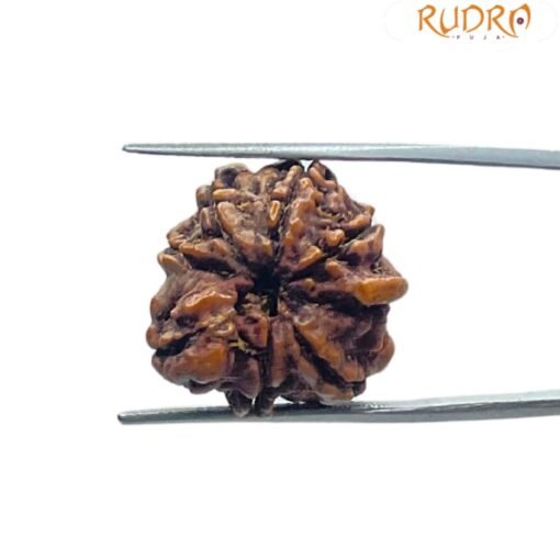 8 Mukhi Rudraksha Ganesha - (19.75 MM)