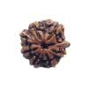 8 Mukhi Rudraksha Ganesha - (19.75 Mm)