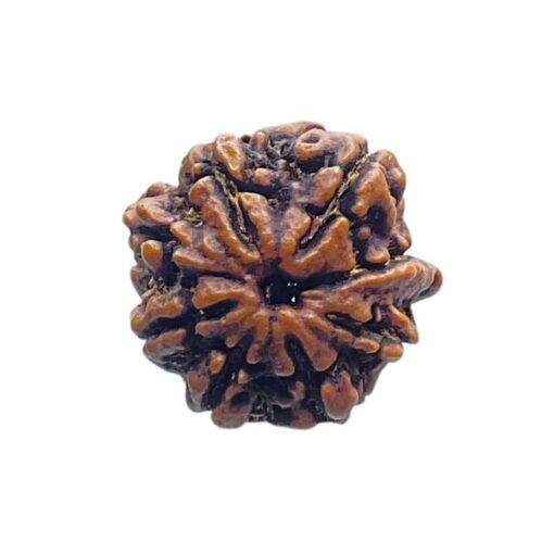8 Mukhi Rudraksha Ganesha - (19.75 MM)