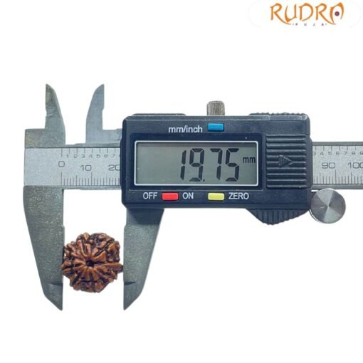 8 Mukhi Rudraksha Ganesha - (19.75 MM)