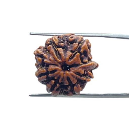 8 Mukhi Rudraksha Ganesha - (19.75 Mm)