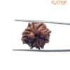 8 Mukhi Rudraksha Ganesha - (20.65 Mm)