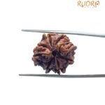 8 Mukhi Rudraksha Ganesha - (20.65 MM)