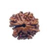 8 Mukhi Rudraksha Ganesha - (20.65 Mm)