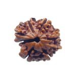 8 Mukhi Rudraksha Ganesha - (20.65 Mm)