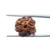 8 Mukhi Rudraksha Ganesha - (22.25 Mm)