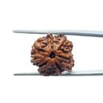 8 Mukhi Rudraksha Ganesha - (22.25 MM)