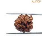 8 Mukhi Rudraksha Ganesha - (22.25 MM)