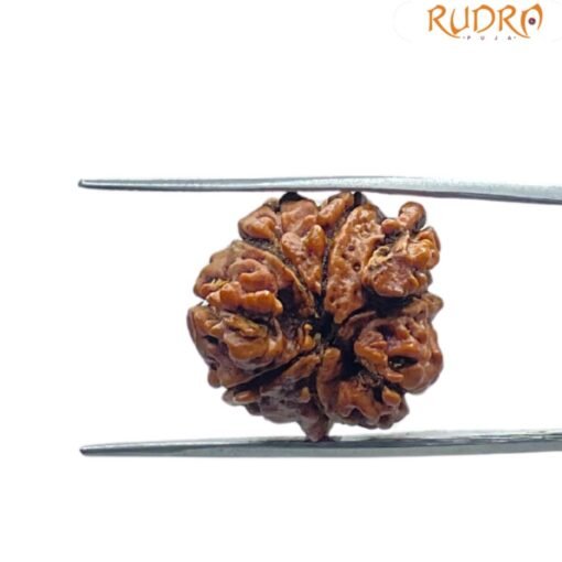 8 Mukhi Rudraksha Ganesha - (22.25 MM)